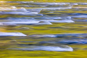 USA, Washington State, Olympic National Park. Golden river reflections from sunlit maple trees