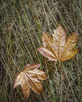 Images Dated 2nd October 2017: USA, Washington State, Olympic National Park. Vine maple leaves in meadow grasses