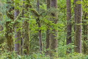 Landscape Prints: USA, Washington State, Olympic National Park