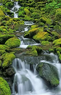 Moss Gallery: USA, Washington State, Olympic National Park