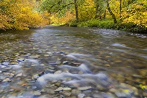USA, Washington State, Olympic National Park. Vine maples and Sol Duc River in autumn