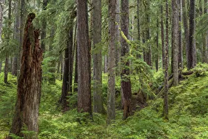 USA, Washington State, Olympic National Park