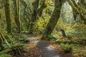 Images Dated 2nd June 2020: USA, Washington State, Olympic National Park. Panoramic composite of trail through mossy