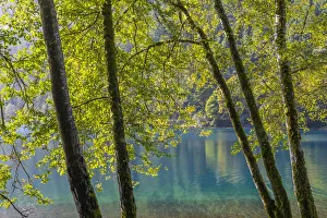 Images Dated 2nd June 2020: USA, Washington State, Olympic National Park. Alder trees on lake shore