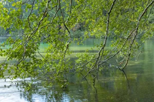 Images Dated 2nd June 2020: USA, Washington State, Olympic National Park. Alder trees overhang lake