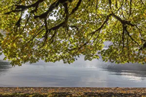Images Dated 2nd June 2020: USA, Washington State, Olympic National Park. Bigleaf maple tree and lake