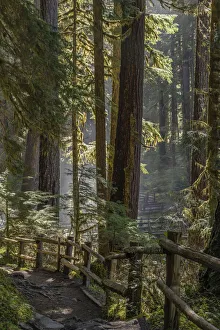 Images Dated 19th September 2019: USA, Washington State, Olympic National Park. Walkway past trees and creek