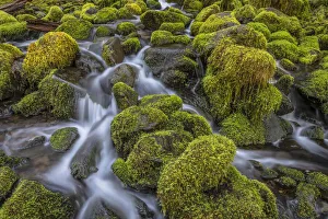 Images Dated 19th September 2019: USA, Washington State, Olympic National Park. Cedar Creek scenic