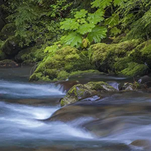 USA, Washington State, Olympic National Park. Dungeness River rapids