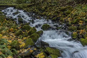 Images Dated 18th November 2021: USA, Washington State, Olympic National Park. Creek rapids and forest in autumn