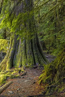 Images Dated 4th October 2021: USA, Washington State, Olympic National Park. Trail through mossy forest