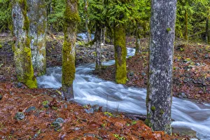 Images Dated 4th October 2021: USA, Washington State, Olympic National Park