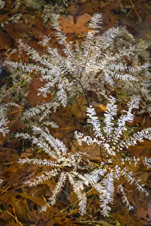 Images Dated 4th October 2021: USA, Washington State, Olympic National Park. Maidenhair ferns floating in water