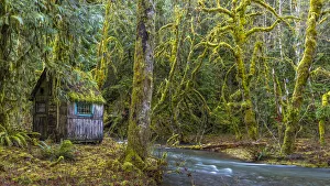 Images Dated 4th October 2021: USA, Washington State, Olympic National Park. Weathered cabin beside Elk Creek