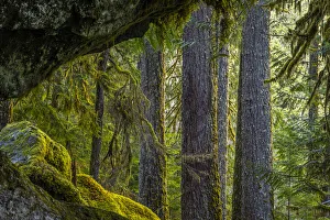 Images Dated 4th October 2021: USA, Washington State, Olympic National Park. Moss on boulders and trees