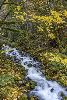 Images Dated 18th November 2021: USA, Washington State, Olympic National Park. Creek rapids and forest in autumn