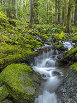 Images Dated 4th October 2021: USA, Washington State, Olympic National Park. Stream waterfalls in mossy forest