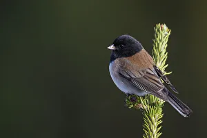 Dark Eyed Junco Prints: USA, Washington State. Olympic National Park, dark-eyed Junco (Oregon Race)