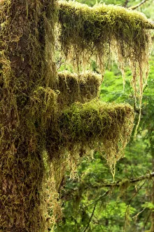 Lichen Prints: USA, Washington State, Olympic National Park. Sol Duc Trailhead, common witch's hair