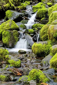 USA, Washington State, Olympic National Park, Sol Duc Trailhead. A small stream flows over moss covered rocks