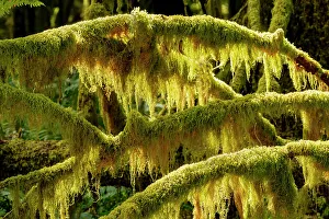 Backlit Prints: USA, Washington State, Olympic National Park