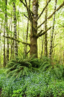 Images Dated 7th November 2021: USA, Washington State, Olympic National Park