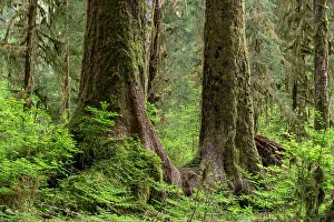 Spruce Prints: USA, Washington State, Olympic National Park