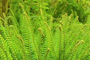 Growth Prints: USA, Washington State, Olympic National Park