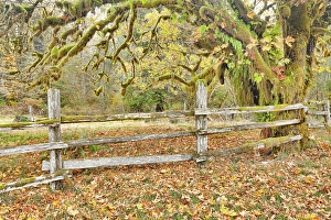 Weathered Prints: USA, Washington State, Olympic National Park