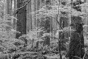 Tree Trunk Prints: USA, Washington State, Olympic National Park