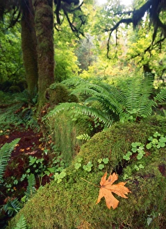 Images Dated 13th February 2013: USA, Washington State, Olympic Peninsula, Olympic National Park, View of Hoh rainforest