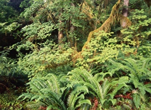 Images Dated 13th February 2013: USA, Washington State, Olympic Peninsula, Olympic National Park, View of Hoh rainforest