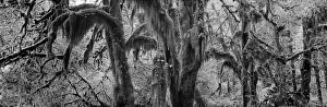 USA, Washington State, Olympic Peninsula, Olympic National Park, Hoh Rainforest