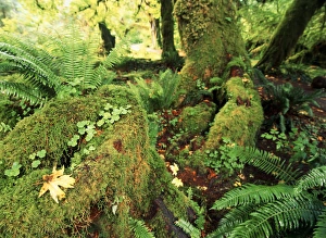 Images Dated 13th February 2013: USA, Washington State, Olympic Peninsula, Olympic National Park, View of Hoh rainforest