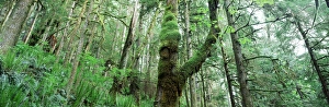 USA, Washington State, Olympic Peninsula, Olympic National Park, Big Quilcene River