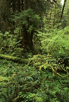 USA, Washington State, Olympic Peninsula, Lush green rainforest in Olympic National Park