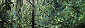 USA, Washington State, Olympic Peninsula, Olympic National Park, Hoh Rainforest