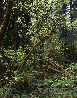 USA, Washington State, Olympic Peninsula, Olympic National Park, View of rainforest