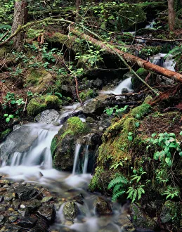 Moss Gallery: USA, Washington State, Olympic Peninsula, Olympic National Park, View of waterfall