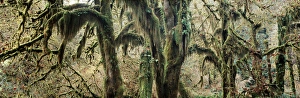 Images Dated 15th February 2013: USA, Washington State, Olympic Peninsula, Olympic National Park, Hoh Rainforest