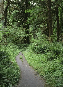 USA, Washington State, Olympic Peninsula, Dirt track in Olympic National Park