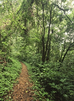 USA, Washington State, Olympic Peninsula, Olympic National Park, Quinault rainforest