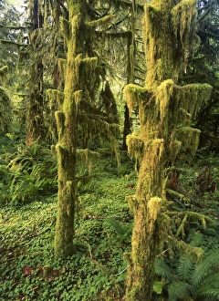 Images Dated 21st February 2013: USA, Washington State, Olympic Peninsula, Olympic National Park, Lush and fern in