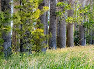 New Images August 2022 Prints: USA, Washington State, Othello grove of trees along Highway 26