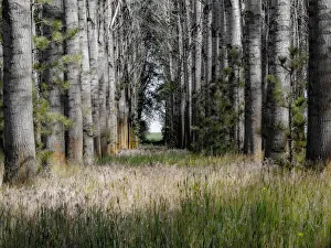 USA, Washington State, Othello grove of trees along Highway 26