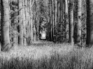 USA, Washington State, Othello grove of trees along Highway 26