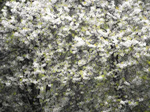USA, Washington State, Pacific Northwest, Fall City springtime and flowering wild Cherry amongst Cottonwood trees