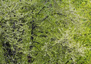 USA, Washington State, Pacific Northwest, Fall City springtime and flowering wild Cherry amongst Cottonwood trees