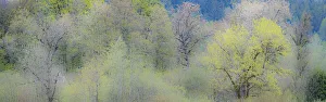 USA, Washington State, Pacific Northwest, Fall City springtime and Cottonwood trees just budding out