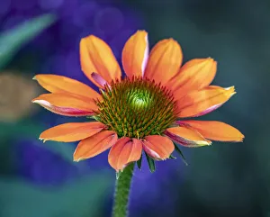 Images Dated 29th July 2020: USA, Washington State, Pacific Northwest, Sammamish close-up of State Fair Zinnia